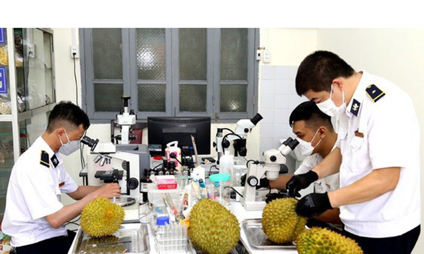 Công tác kiểm dịch quả sầu riêng tươi khi xuất khẩu qua Cửa khẩu Hữu Nghị - Ảnh: Báo Công Thương