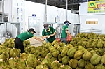 Sầu riêng tiếp tục tăng trưởng xuất khẩu