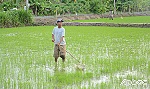 Giá phân bón giảm mạnh, nông dân bớt 