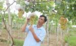 Vườn nho hữu cơ trĩu quả trên đất lúa ở Trà Vinh