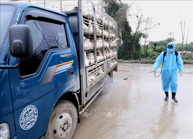 Nhân viên thú y phun hóa chất tiêu độc khử trùng cho các phương tiện vận chuyển gia cầm ra vào chợ. Ảnh: Vũ Sinh/TTXVN