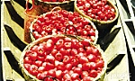 Tản mạn về đất Trung An xưa