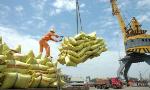 Cơ hội xuất khẩu gạo cho doanh nghiệp Việt