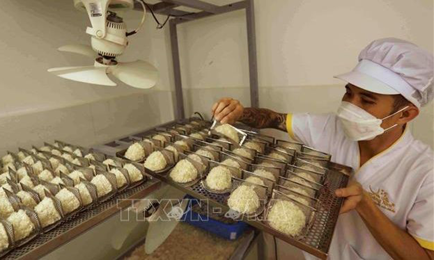 Kiểm tra chất lượng sản phẩm tổ yến sấy khô trước khi đóng gói tại Công ty TNHH yến sào Hoàng Kim ở phường Vĩnh Hòa, thành phố Nha Trang. (Ảnh: Vũ Sinh/TTXVN)