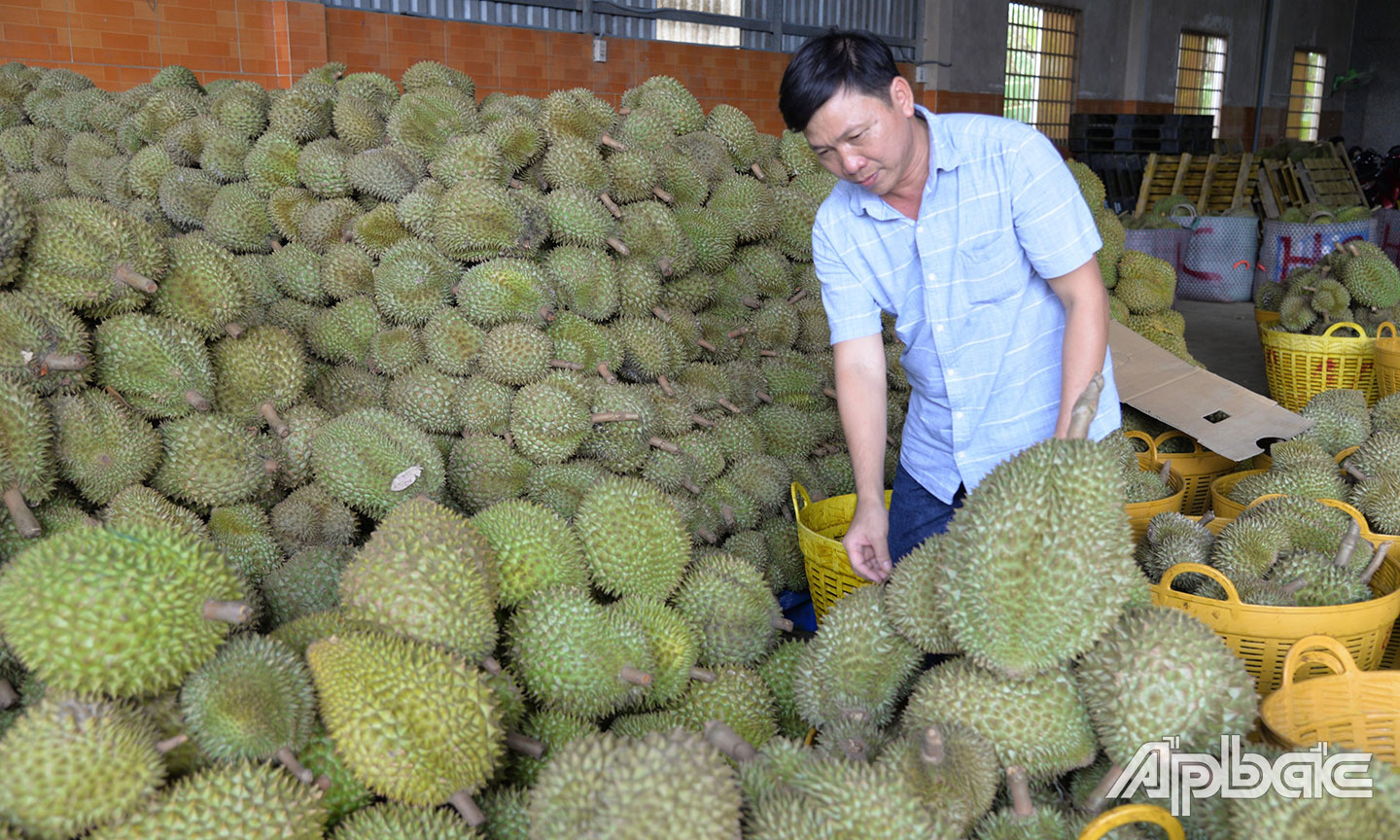 Sầu riêng được lựa chọn là một trong những sản phẩm chủ lực, được ưu tiên đầu tư phát triển trong thời gian tới.