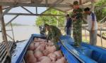 Ngăn chặn các trường hợp buôn bán, vận chuyển trái phép heo qua biên giới