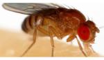 Biến đổi gene thành công để tạo ra ruồi giấm có khả năng trinh sản