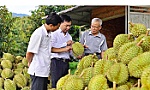 Cẩn trọng khi tăng diện tích cây sầu riêng