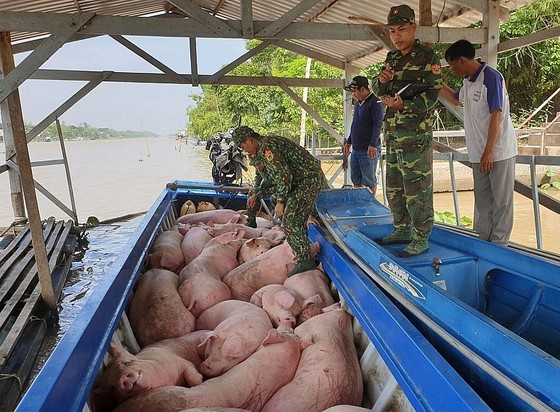 Thủ tướng yêu cầu ngăn chặn việc kinh doanh trái phép heo không rõ nguồn gốc trên thị trường.