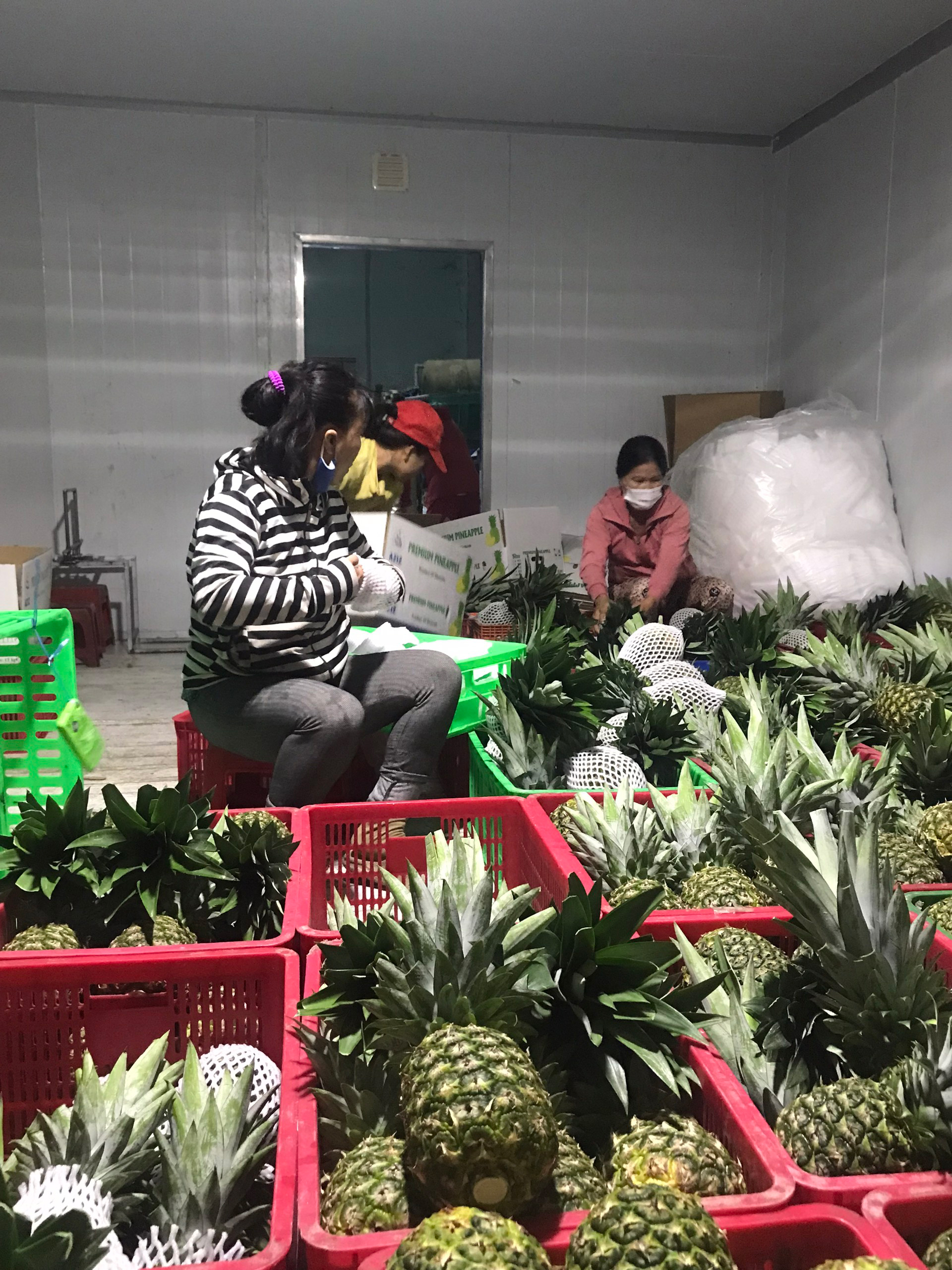HTX Nông nghiệp Quyết Thắng chọn lựa, đóng gói khóm MD2 đưa ra tiêu thụ thị trường trong nước và xuất khẩu.