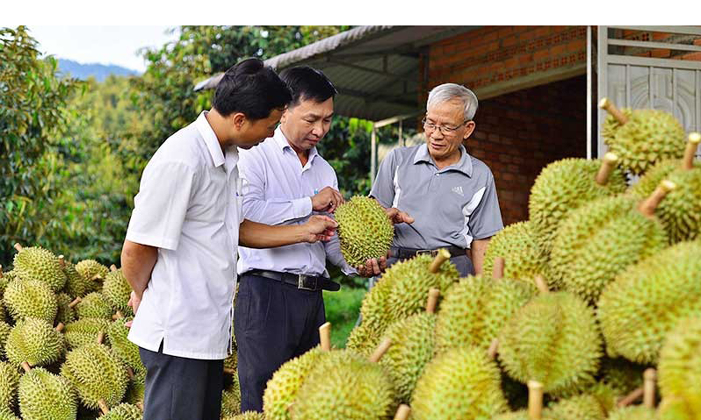 Một điểm thu mua sầu riêng tại tỉnh Lâm Đồng.