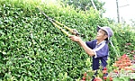 Huyện Cai Lậy: Nét đẹp từ hàng rào cây xanh, sân kiểng hộ gia đình