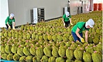 Xuất khẩu rau quả trên đà xác lập kỷ lục