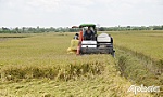 Liên kết sản xuất, tiêu thụ lúa - gạo
