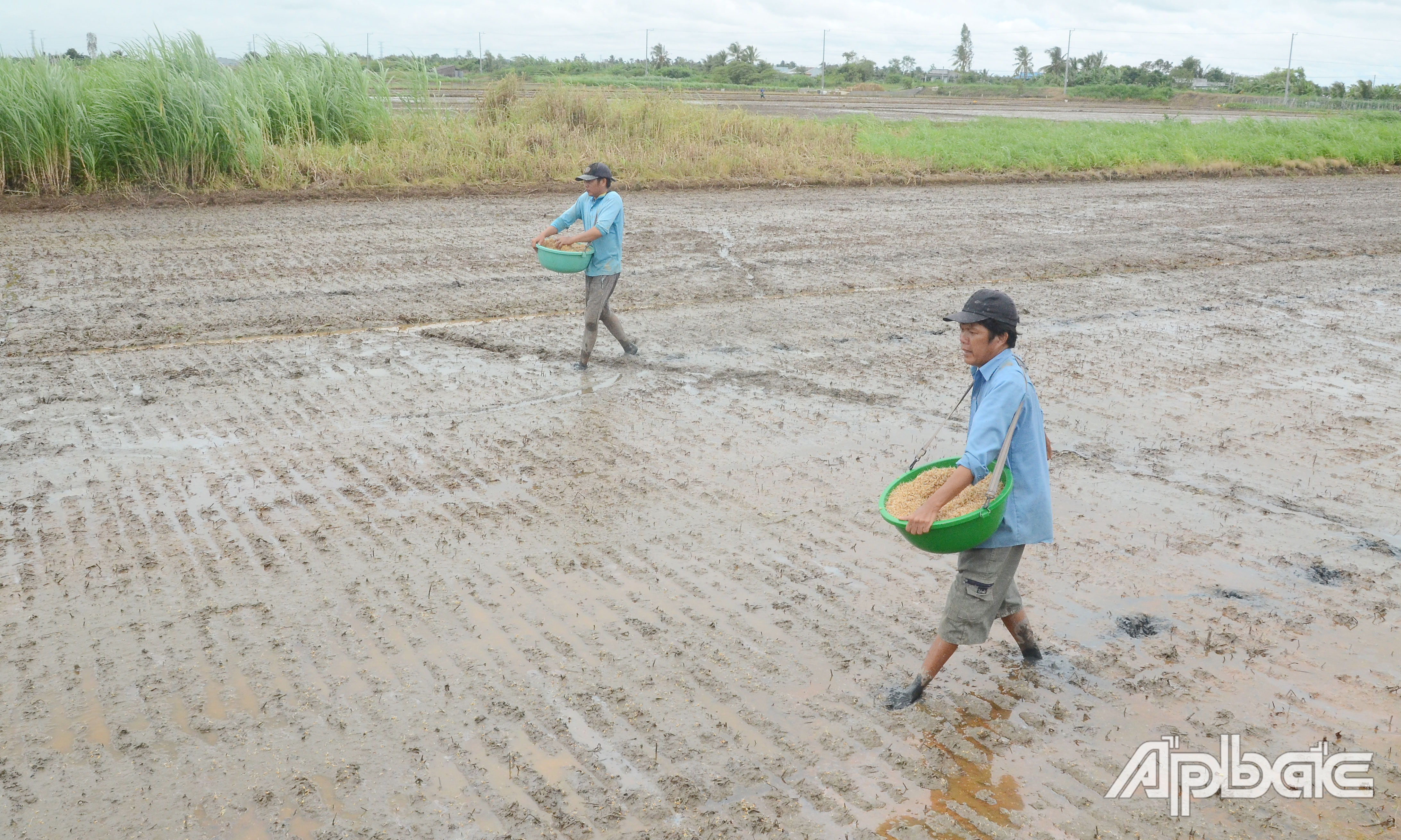 Do ở gần Kinh 14 có nguồn nước dồi dào nên gia đình ông Nguyễn Ngọc Trí (xã Yên Luông, huyện Gò Công Tây) quyết định xuống giống vụ lúa thu đông.