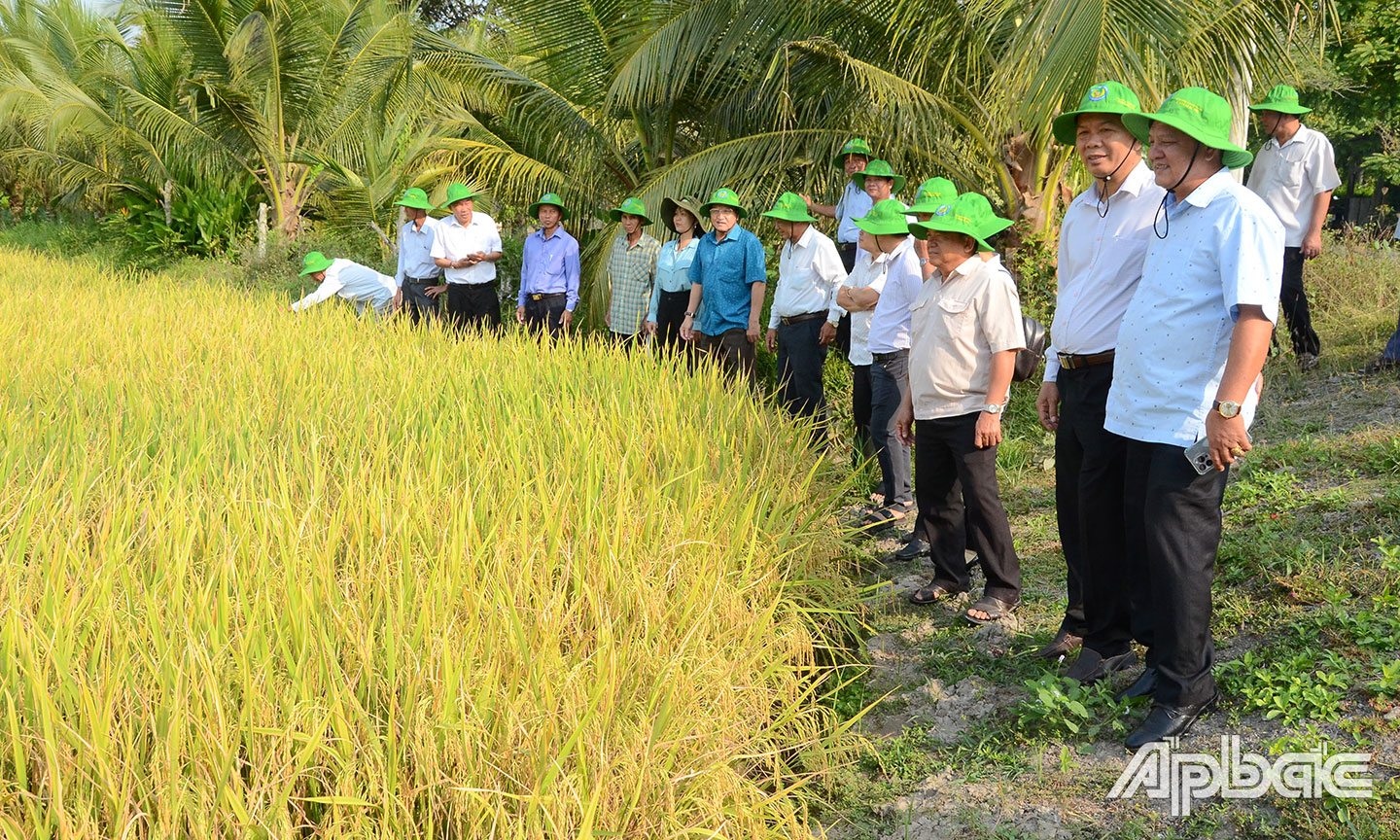 Công ty TNHH Thương mại HK là một trong những đơn vị điển hình ở tỉnh trong việc liên kết sản xuất nông sản với các HTX.