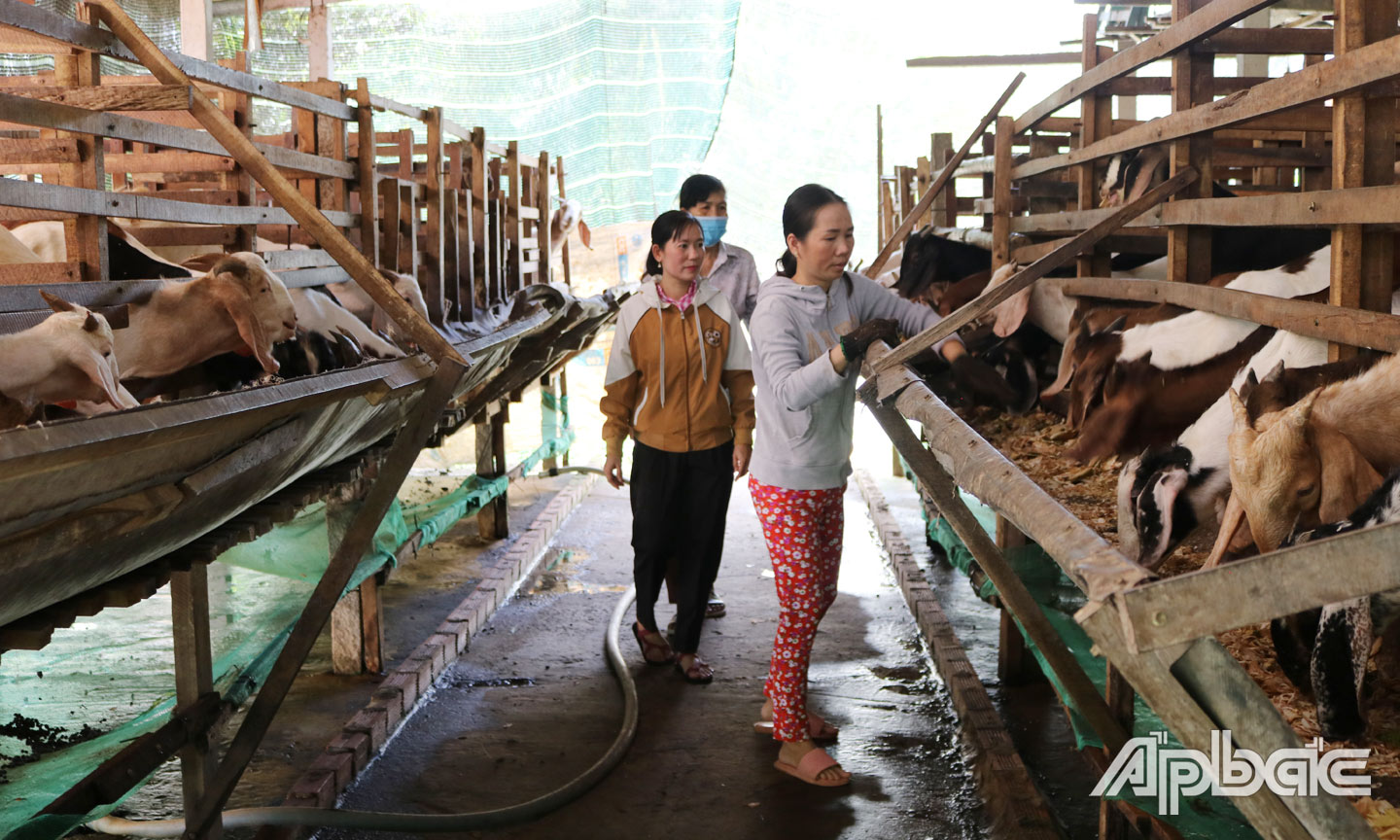 Phụ nữ khởi nghiệp thành công với mô hình nuôi dê sinh sản. 