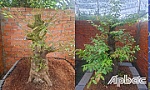 Bắt giữ nhóm đối tượng chuyên trộm cây kiểng