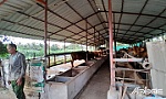 Sớm di dời cơ sở chăn nuôi ra khỏi khu dân cư
