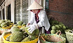 Sầu riêng tăng giá, thương lái lùng sục tìm mua