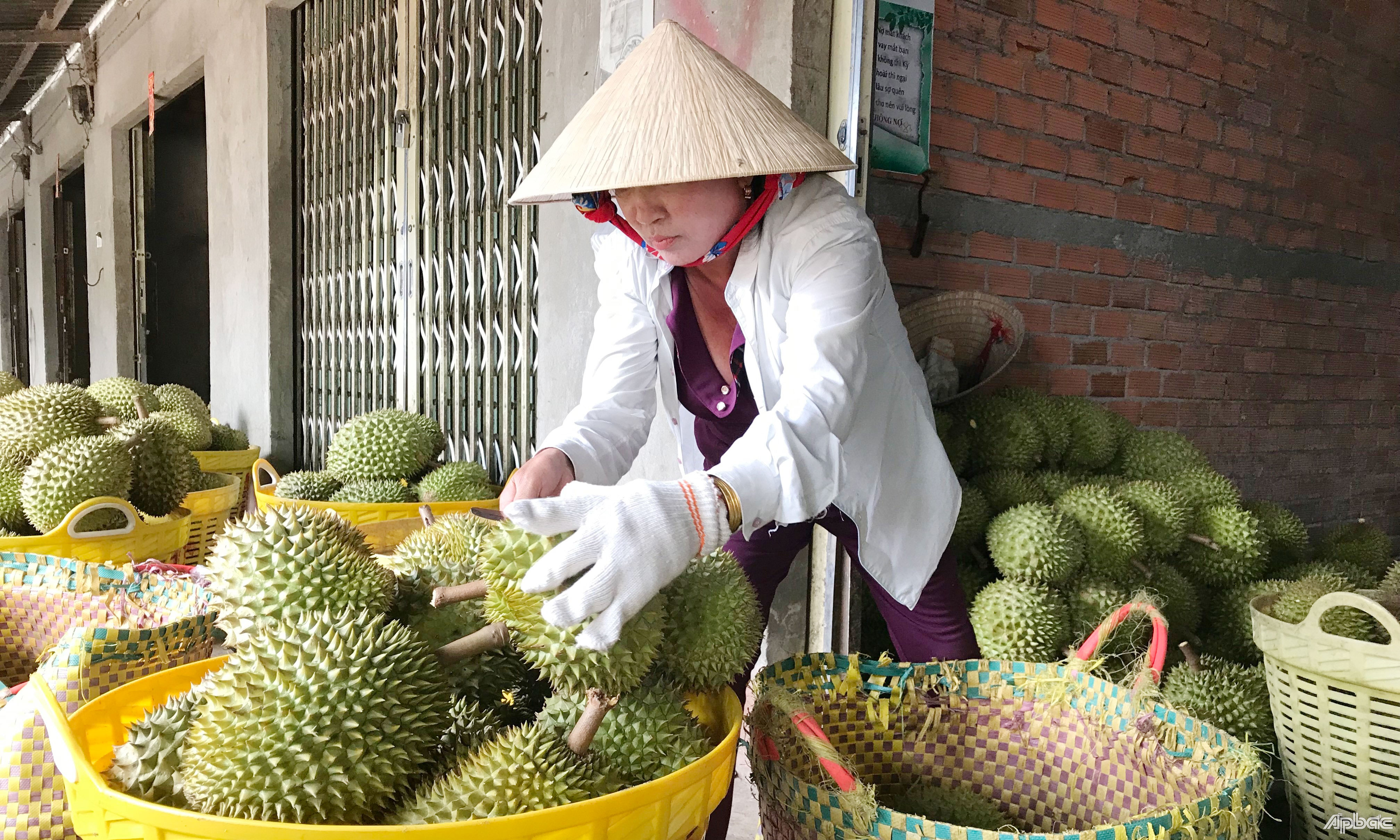 Giá sầu riêng trên địa bàn tỉnh đang tăng cao.