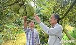 TX. Cai Lậy: Triển khai hiệu quả các chính sách hỗ trợ hợp tác xã