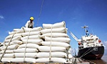 Giá gạo xuất khẩu của Việt Nam cao nhất thế giới