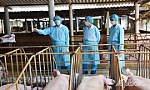 Tiền Giang: Chủ động, quyết liệt phòng, chống dịch tả heo châu Phi