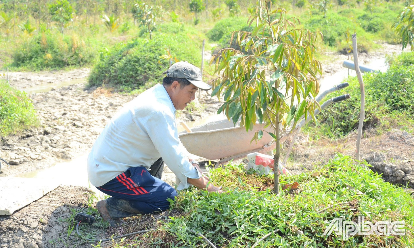 Nông dân phía Bắc Quốc lộ 1 ào ạt chuyển sang trồng sầu riêng.