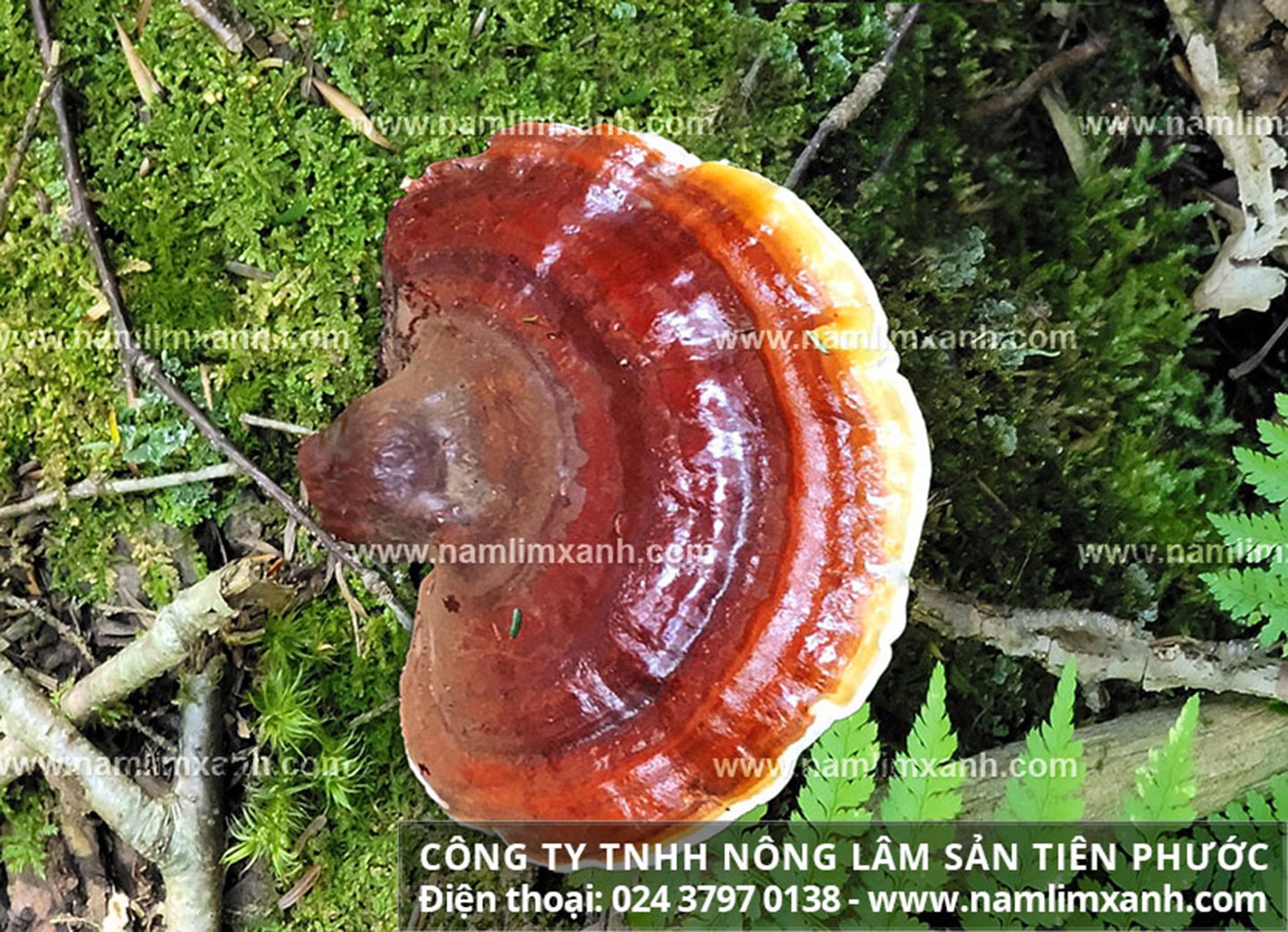 Tác dụng của nấm lim xanh rừng chống ung thư rất tốt.