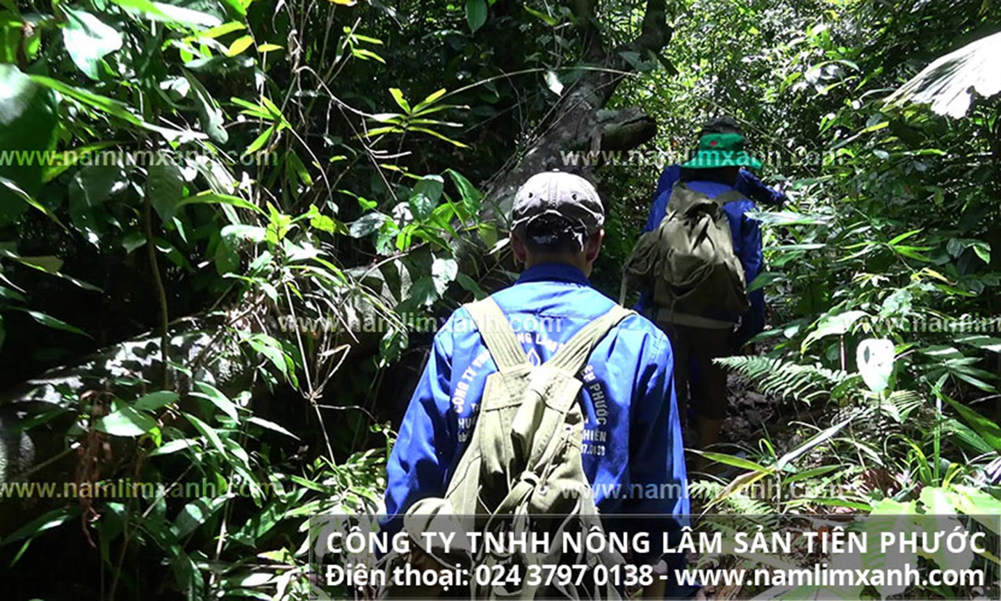 Thợ rừng công ty Nông lâm sản Tiên Phước xuyên rừng tìm nấm lim xanh.