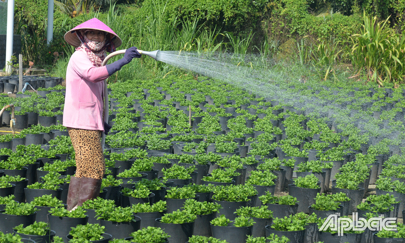 Người trồng hoa Mỹ Phong đang tất bật cho vụ hoa tết 2024.