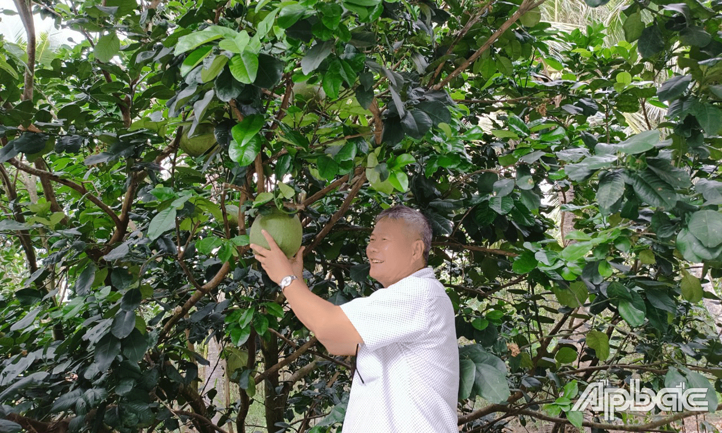 Sản xuất bưởi da xanh đang là mô hình phát triển theo hướng OCOP tại xã Long Khánh.