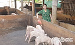 Vắc xin dịch tả heo châu Phi giúp bảo vệ tốt đàn heo trước dịch bệnh