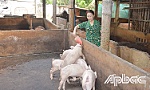 Giá heo hơi chạm đáy, người chăn nuôi gặp khó