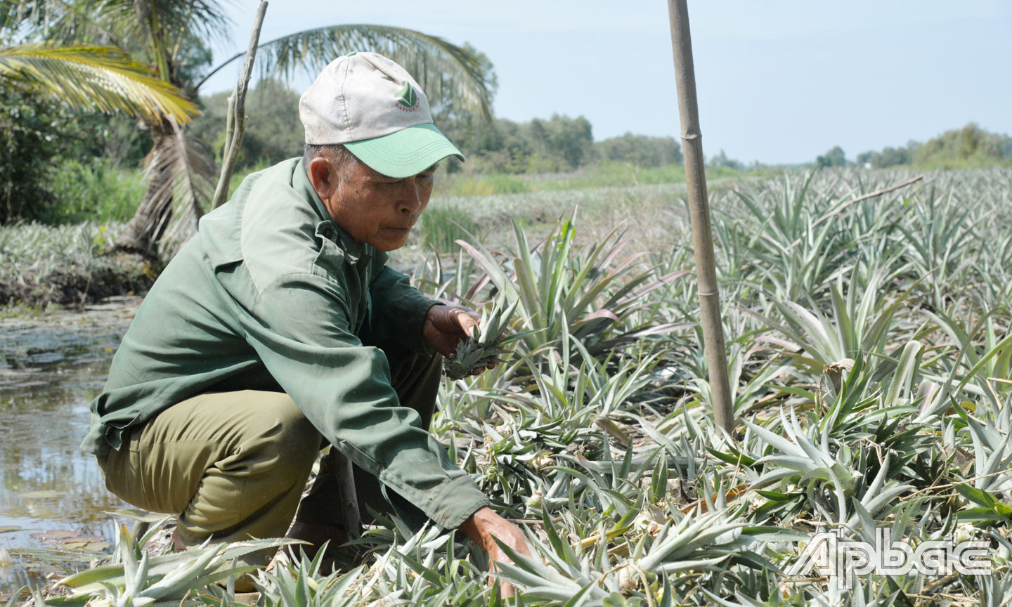 Ông Trần Văn Huệ thoát nghèo nhờ trồng khóm.