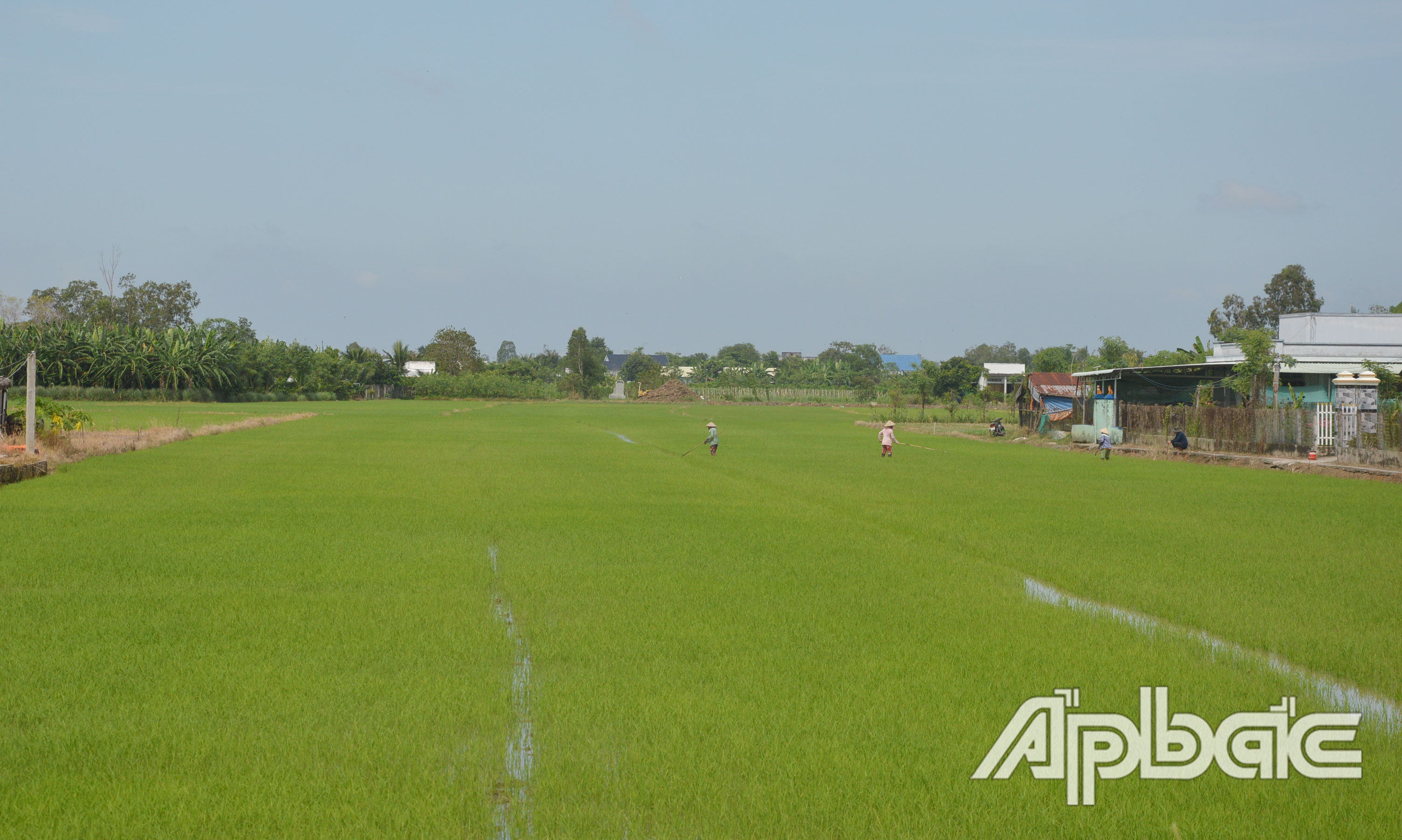 Tỉnh đã đề ra giải pháp ứng phó hạn, mặn cho từng vùng.