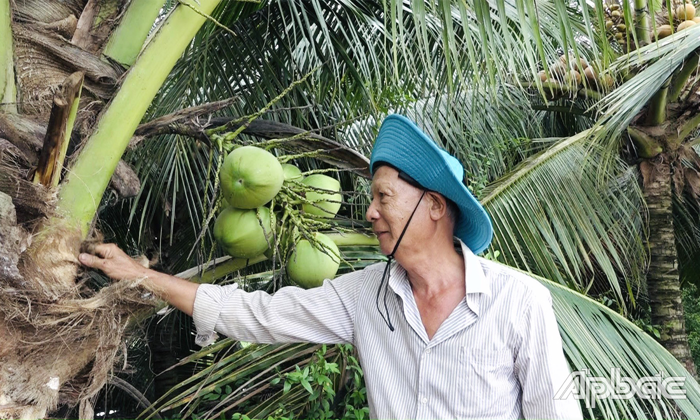 Ông Lãnh chăm sóc vườn dừa