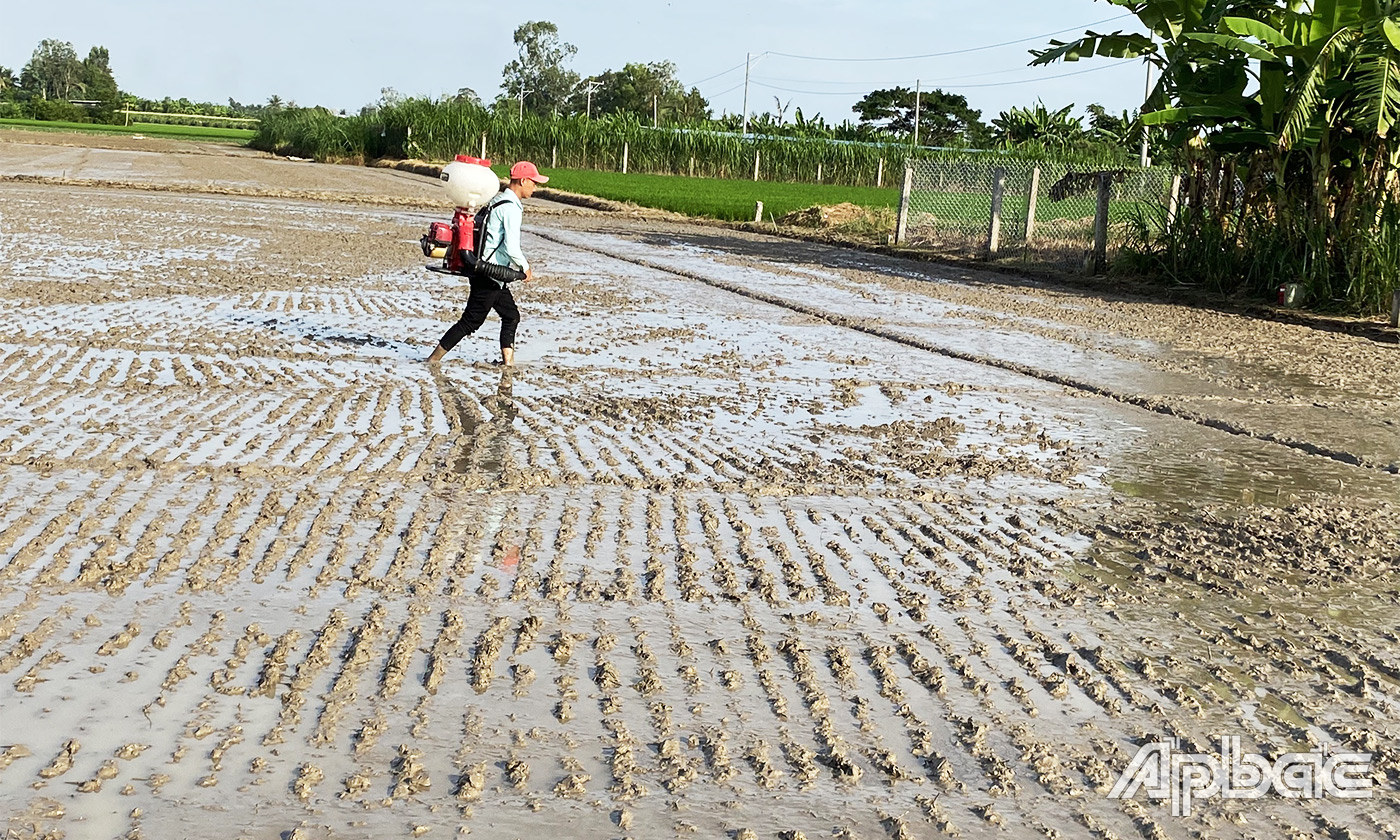 Nông dân huyện Gò Công Tây gieo sạ lúa