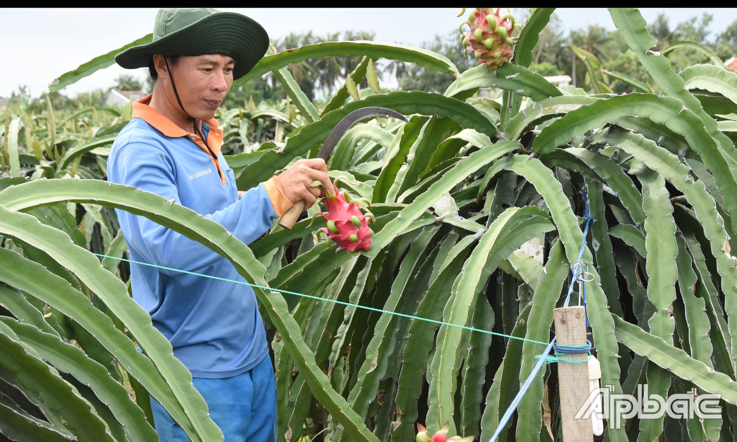 Anh Sơn chăm sóc thanh long. Ảnh: Lê Hoài