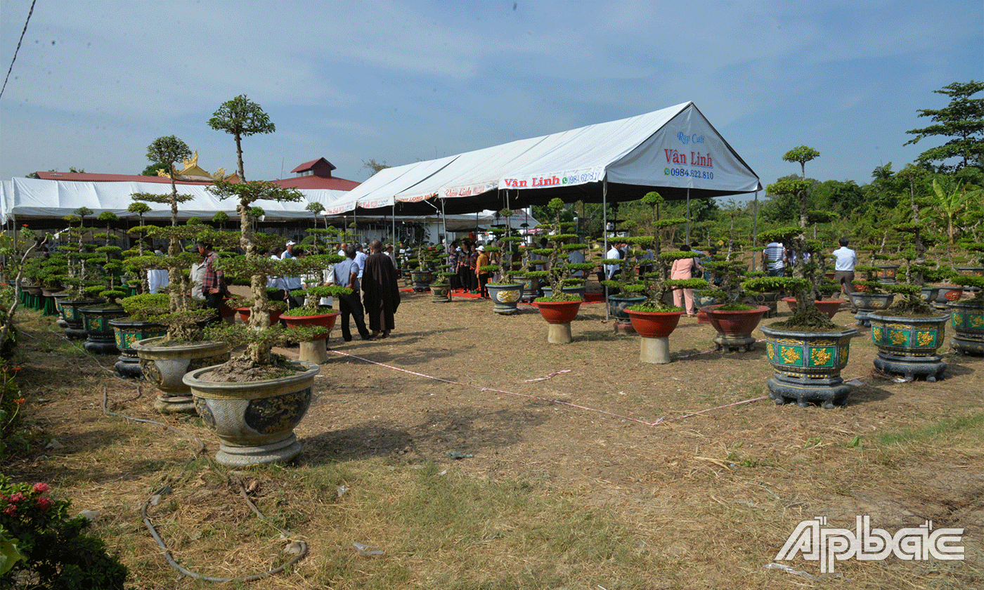 Quang cảnh Hội thi, trưng bày kiểng cổ, bonsai mai chiếu thuỷ nu Gò Công.