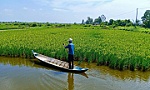 Nấc thang đưa người trồng lúa đến thịnh vượng