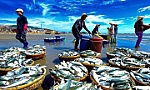 Phê duyệt Chương trình quốc gia bảo vệ và phát triển nguồn lợi thủy sản đến năm 2030