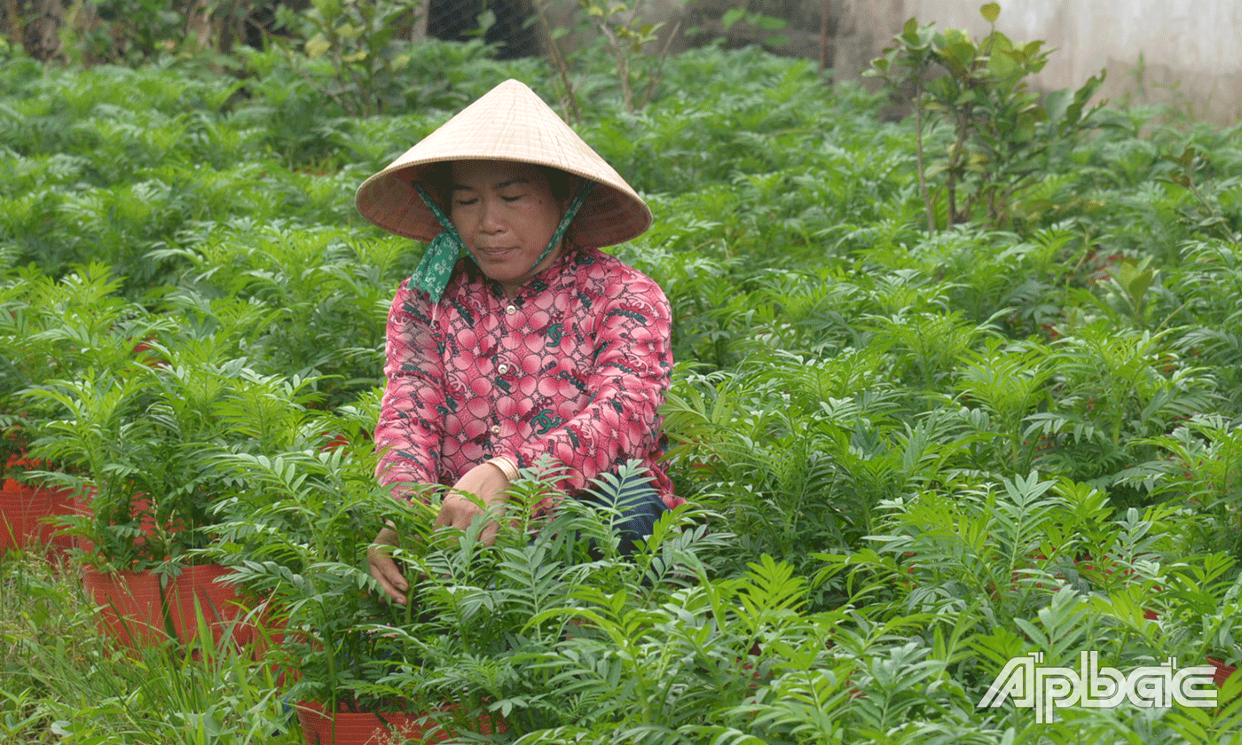 Phục vụ Tết Nguyên đán Giáp Tghi2n chị Truyền trồng trên 400 chậu vạn thọ.