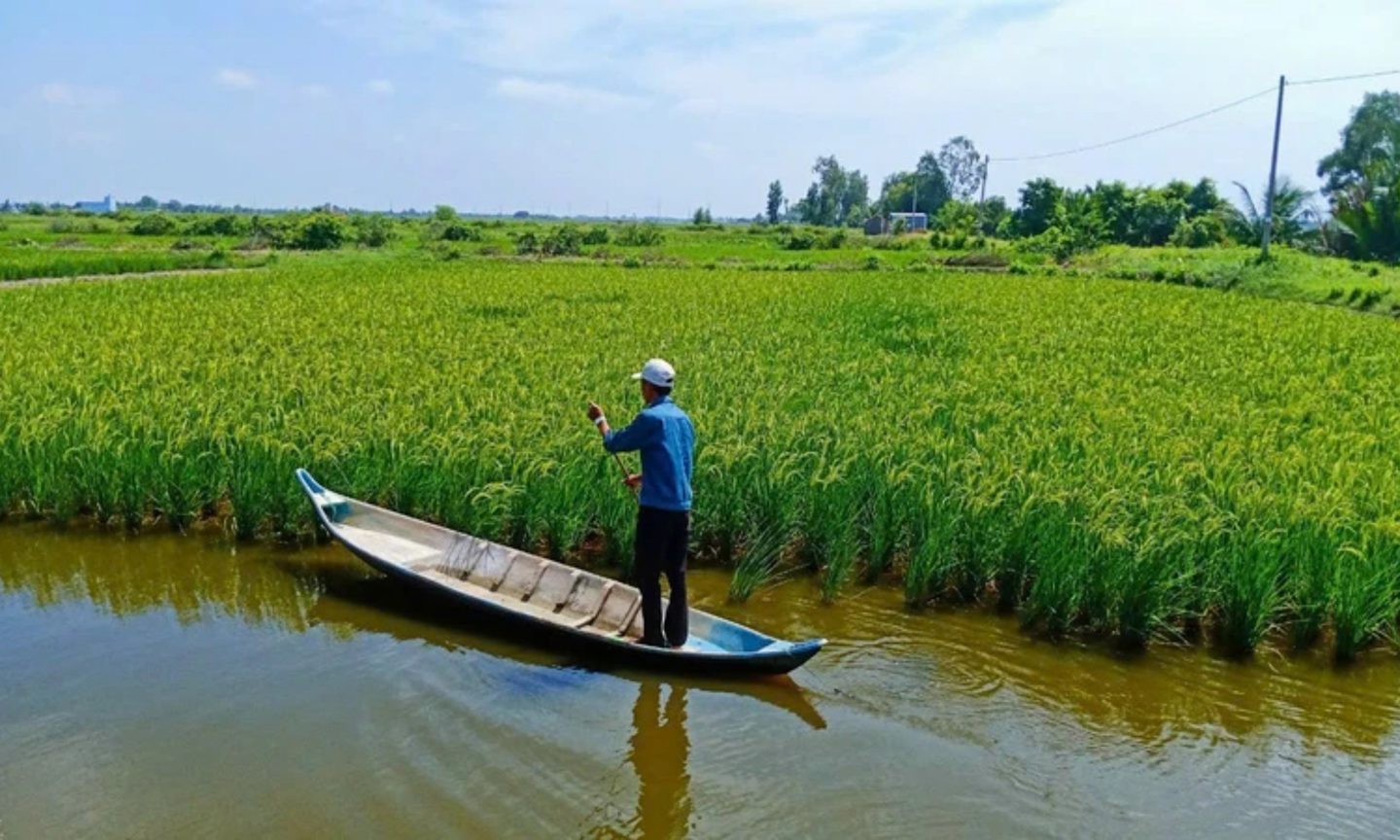 Bên cánh đồng lúa ST25 - sản phẩm nhiều lần được vinh danh là gạo ngon nhất thế giới. Ảnh: Phương Bằng