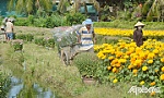Hoa tết... chờ người mua