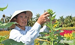 Tăng thu nhập từ trồng hoa tết