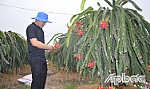 Thanh long tăng giá dịp tết, nhà vườn phấn khởi