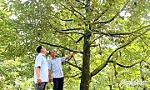 Nông thôn mới thông minh - xu thế tất yếu của chuyển đổi số