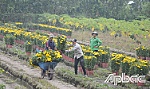 Nhà vườn trồng hoa tết 